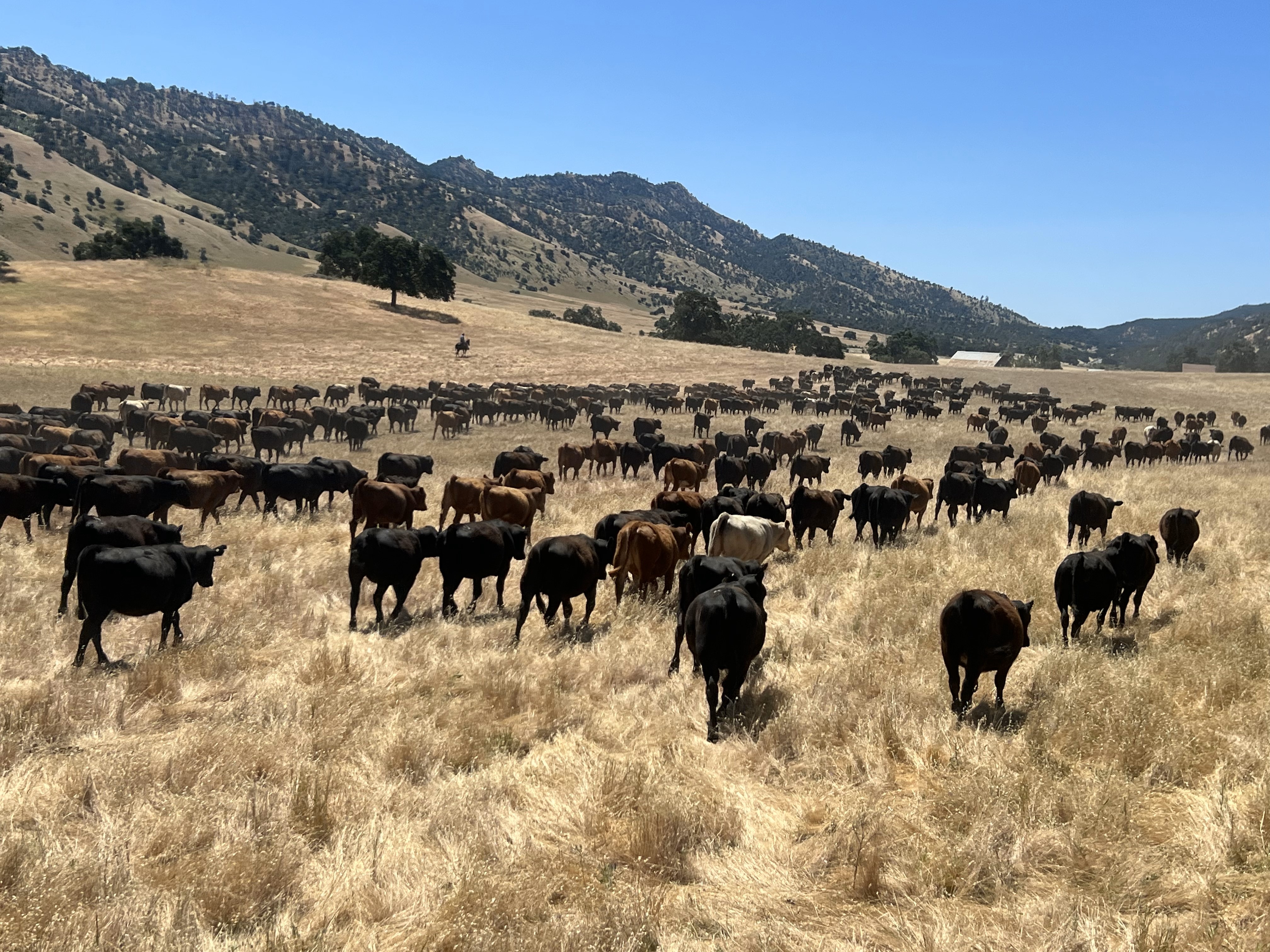 May 22, 2025 - WVM Headquarters | Cottonwood, CA