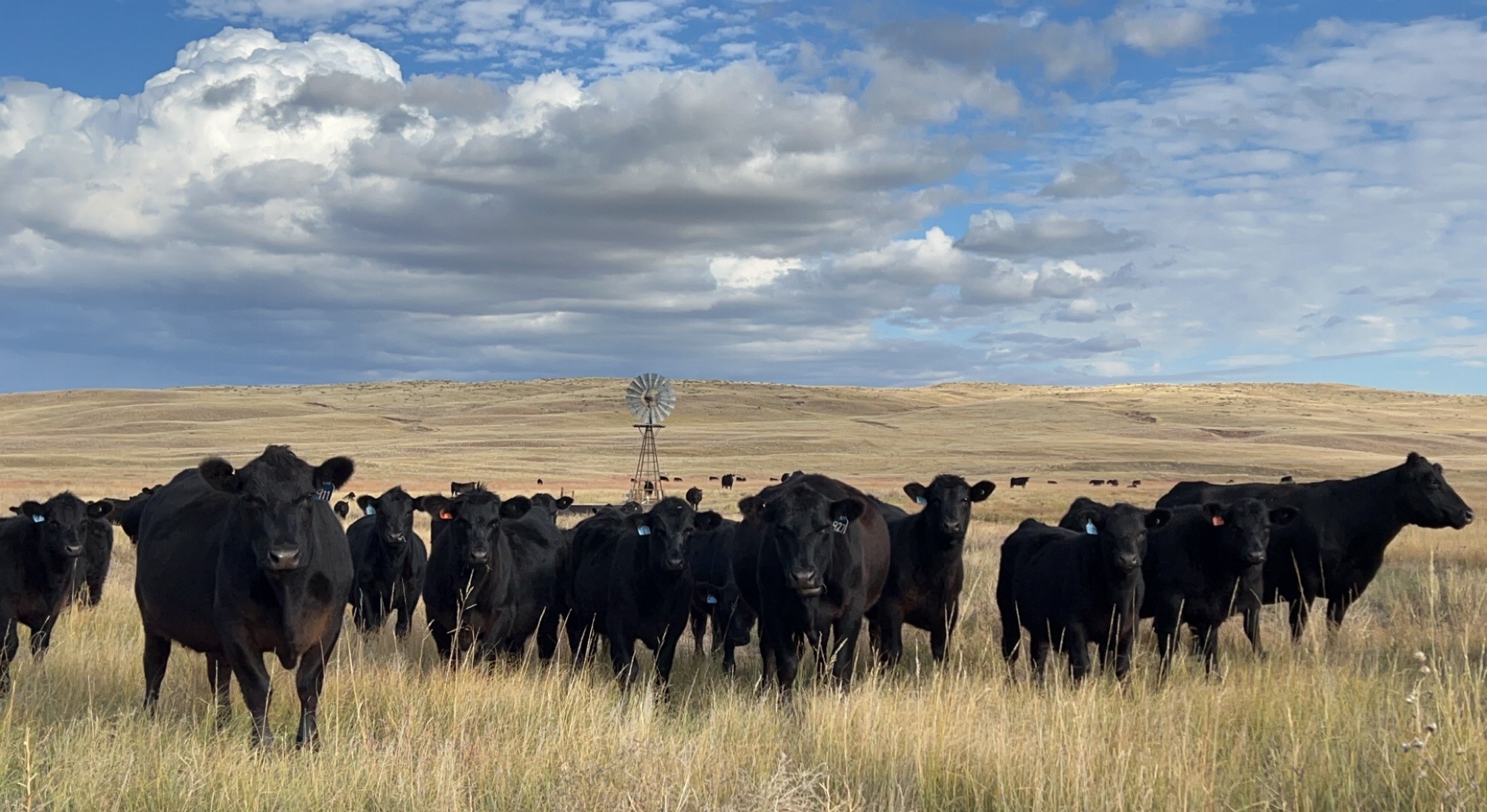 September 16, 2025 - Haythorn Ranch | Ogallala, NE