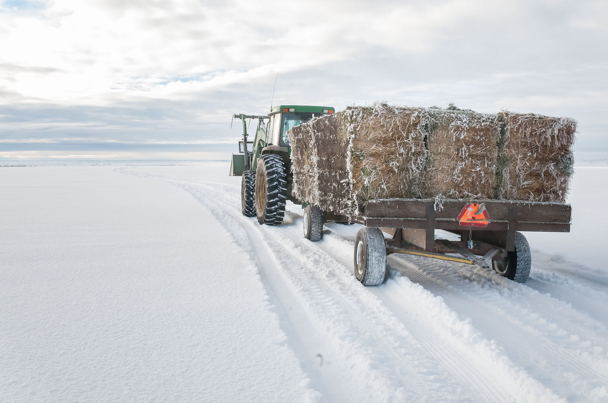January 6, 2026 - North Platte Stockyards | North Platte, NE