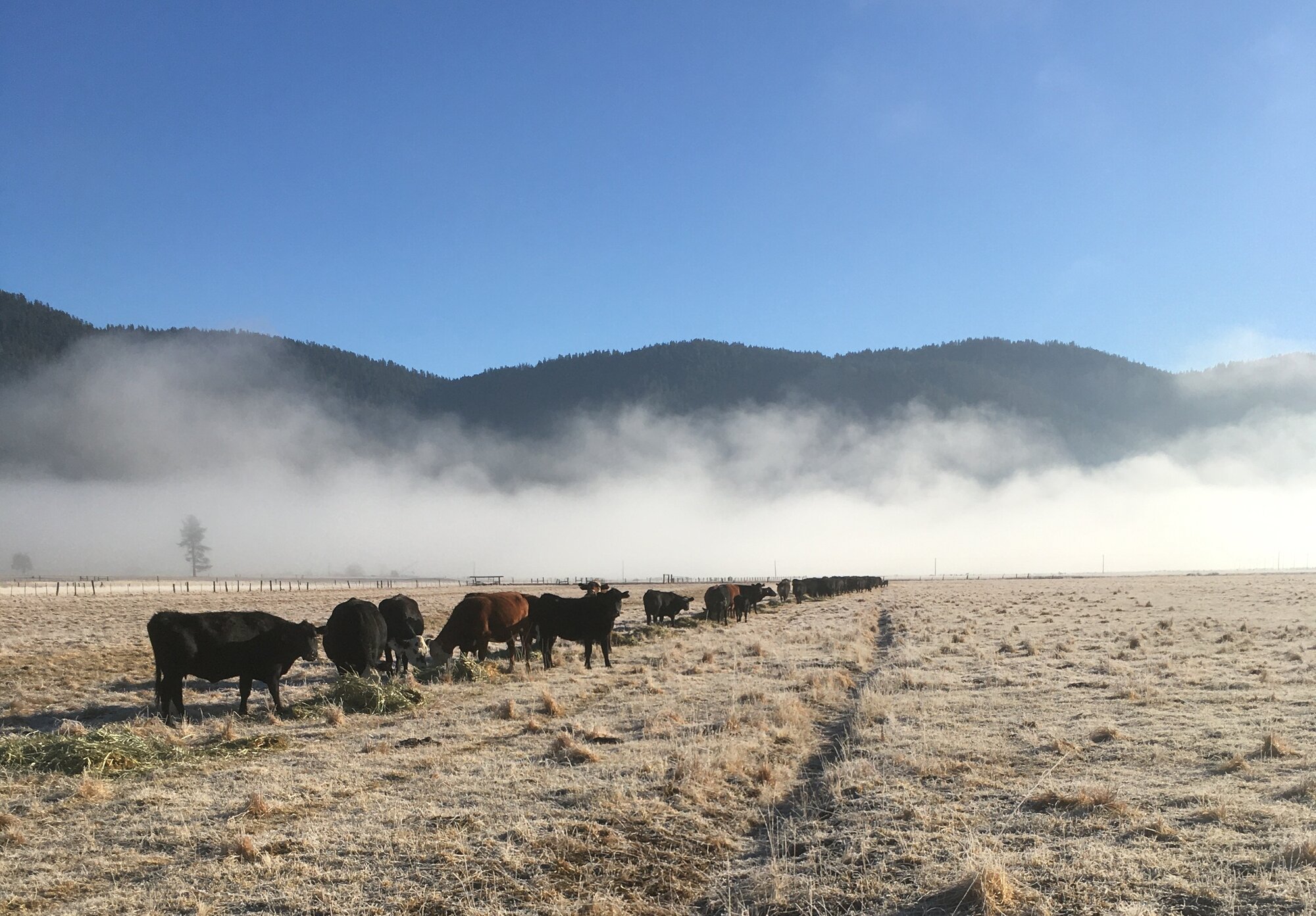 March 10, 2026 - Turlock Livestock Auction Yard | Turlock, CA