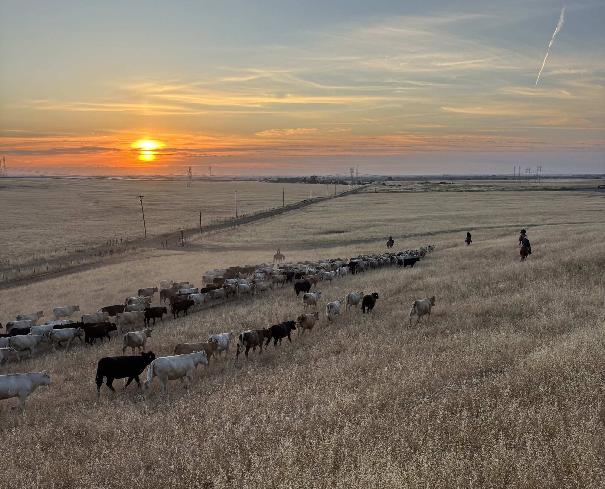 May 20, 2026 - Cattlemen's Livestock Market | Galt, CA