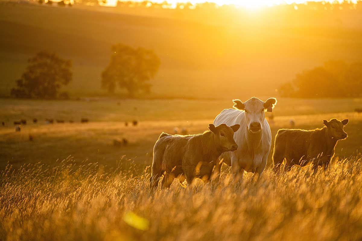 WESTERN VIDEO MARKET - Your Trusted Representatives in Livestock Marketing